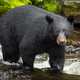 Illustration for article titled Yosemite Closed Indefinitely After Bear Spotted In Parkem/em